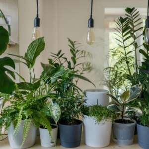 Indoor Plants