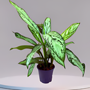 Aglaonema