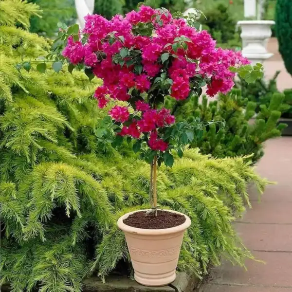 BOUGAINVILLEA – CLIMBER