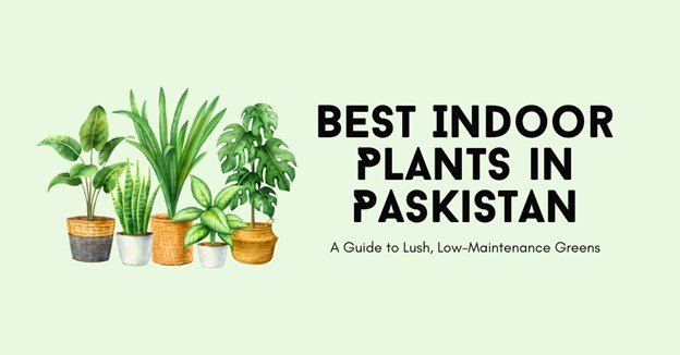 Best-Indoor-Plants-in-Pakistan