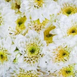 CHRYSANTHEMUM