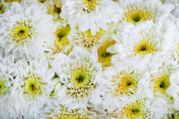 CHRYSANTHEMUM