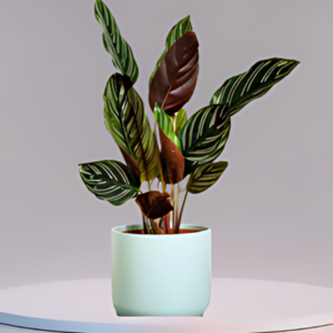 Calathea