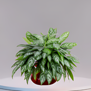 Chinese Evergreen