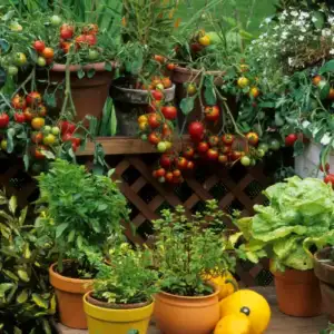 Fruit Plants