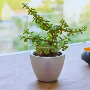 Jade Plant