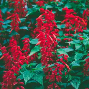 SALVIA SPLENDENS