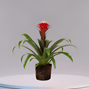 bromeliad red guzmania hope