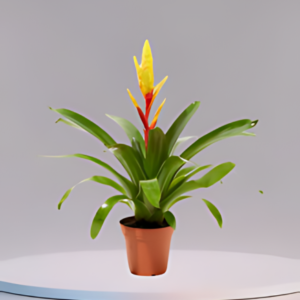 bromeliad vriesea evita yellow