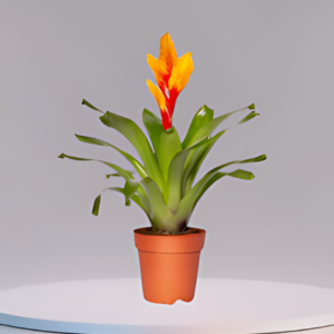 bromeliad vriesea intenso orange