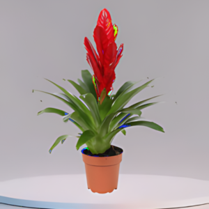 Bromeliad Vriesea Intenso Red