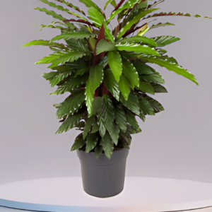 Calathea Wavestar