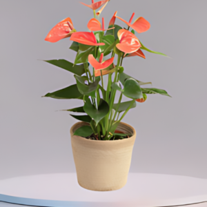 coral anthurium