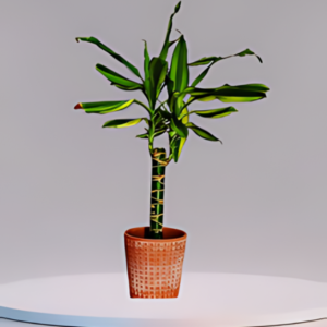 Dracaena Fragrans Sol