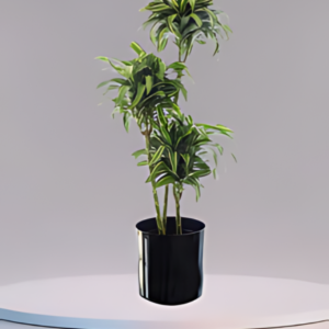 Dracaena Warneckii Lemon Lime