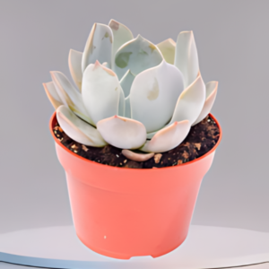 echeveria garotto