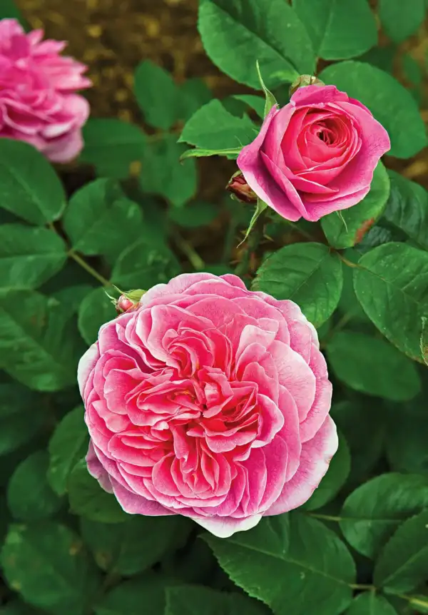 english rose